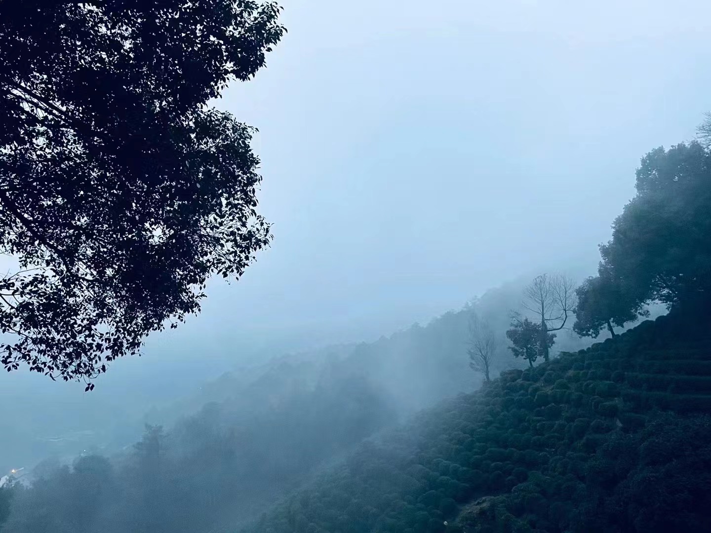 龙井山